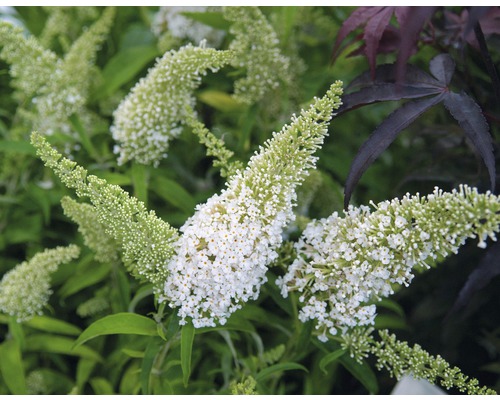 FLORASELF Vlinderstruik Buddleja davidii 'White Profusion' potmaat Ø 21,0 cm H 60-80 cm FLORASELF Vlinderstruik Buddleja davidii 'White Profusion' potmaat Ø 21,0 cm H 60-80 cm