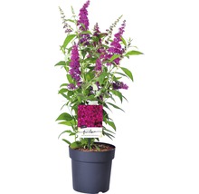 FLORASELF Vlinderstruik Buddleja davidii 'Funky Fuchsia' potmaat Ø 21,0 cm H 60-80 cm