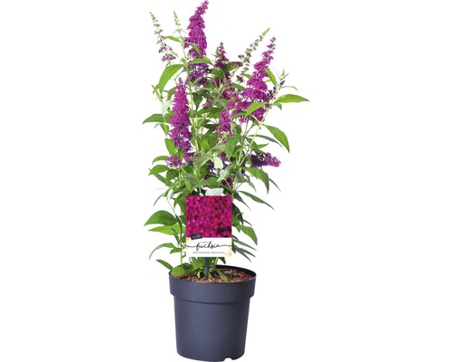 Vlinderstruik in pot