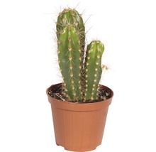 Cactus in een pot