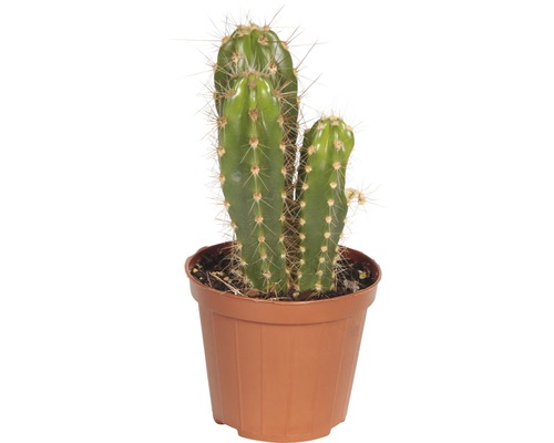 Cactus in een pot