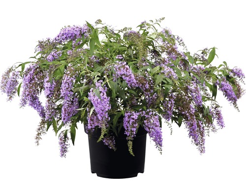 Vlinderstruik in een pot