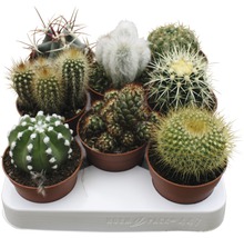 Negen verschillende cactussen in potten op een bak