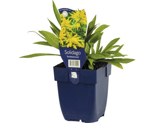 Guldenroede vaste plant in pot