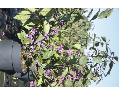 Schoonvrucht Callicarpa in pot met paarse bessen en groene bladeren
