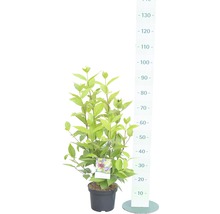 Boerenjasmijn in pot met maataanduiding.