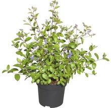 Blauw bloeiende struik in een pot