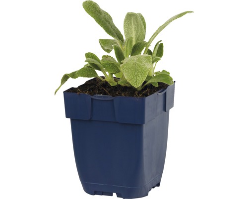 Salieplant in pot