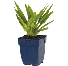 Gladiolen plant in blauwe pot
