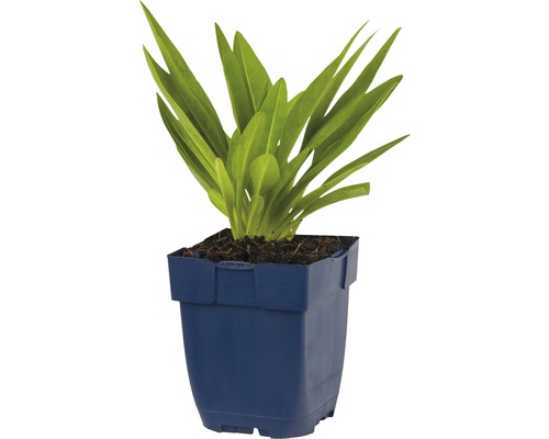 Gladiolen plant in blauwe pot