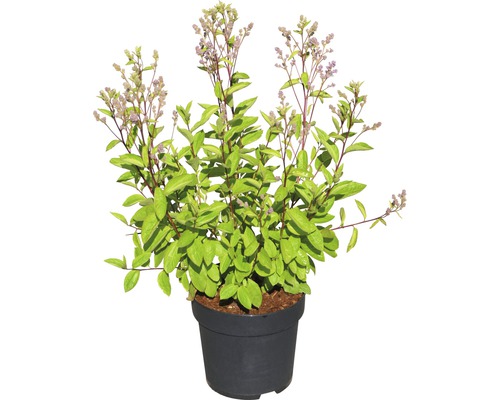 Spiraea struik in pot