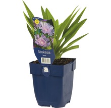 Stokesia laevis in pot