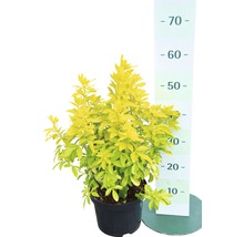 Gouden liguster in pot met maatindicatie