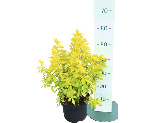 Gouden liguster in pot met maatindicatie
