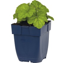Heuchera plant in pot