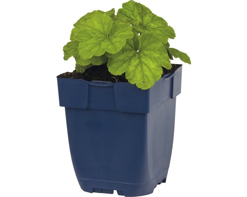 Heuchera plant in pot