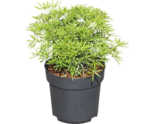 Struikveronica in pot