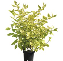 Geelbont kornoelje in pot