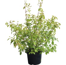 Kornoelje in pot