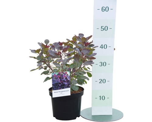 Kleine pruikenboom in pot met hoogteaanduiding.