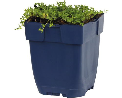 Blauwe plantenbak met groene planten