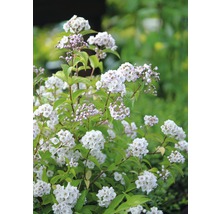 Bloeiende struik met talrijke kleine bloemen