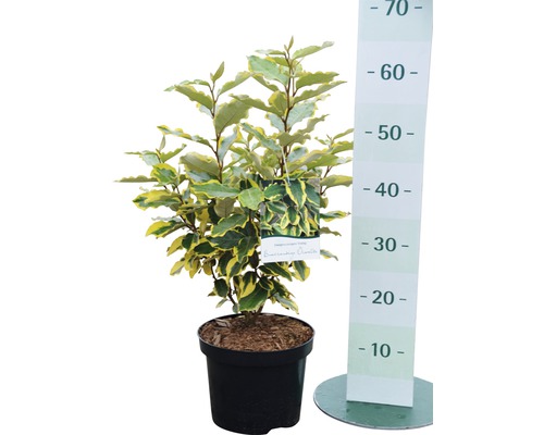 Bonte olijfwilg in pot met hoogte-indicator