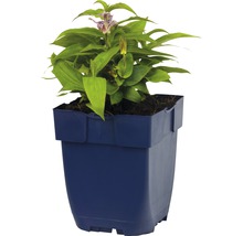Bloeiende Tricyrtis in een pot