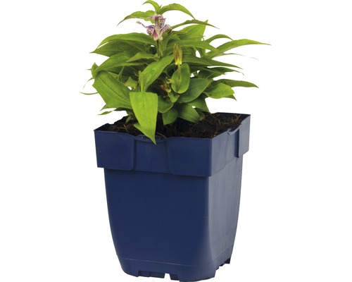 Bloeiende Tricyrtis in een pot