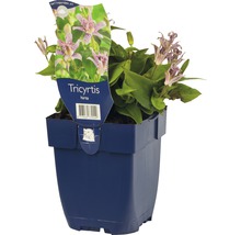 Tricyrtis hirta in een pot