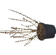 Lariks in pot