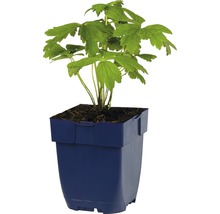 Bosanemoonplant in een pot