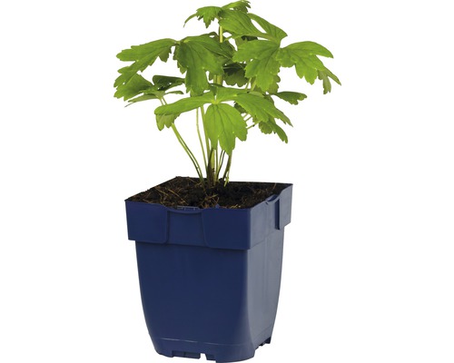 Bosanemoonplant in een pot
