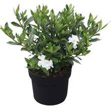 Gardeniaplant in pot met groene bladeren en witte bloemen