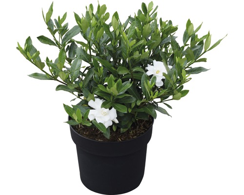 Gardeniaplant in pot met groene bladeren en witte bloemen
