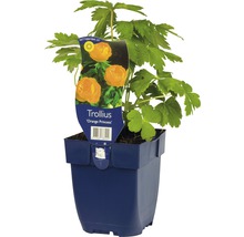 Trollius ''Orange Princess'' in pot