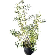 Duindoorn in pot
