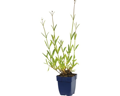 Akker-Spark in blauwe plantenpot