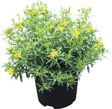 FLORASELF Hertshooi Hypericum kalmianum 'Cobaltngold' potmaat Ø 21.0 cm H 40-50 cm