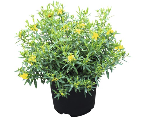 Sint-Janskruid plant in pot