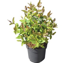 Hypericum struik in pot