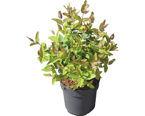 Hypericum struik in pot