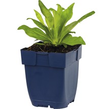 Jonge plant in een blauwe kunststof pot