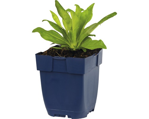 Jonge plant in een blauwe kunststof pot
