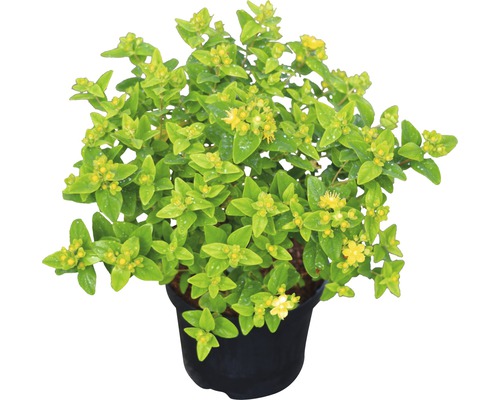 Sint-Janskruid plant in pot