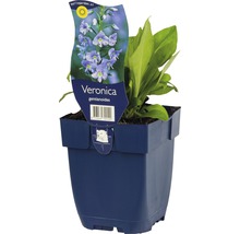 FLORASELF Ereprijs Veronica gentianoides Ø 11 cm