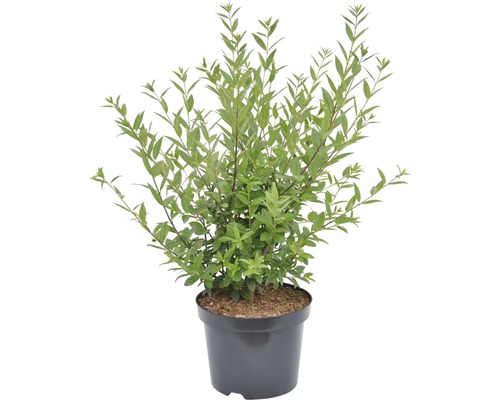 Spierstruik in pot