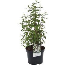Struikachtige Deutzia Scabra Plena in pot