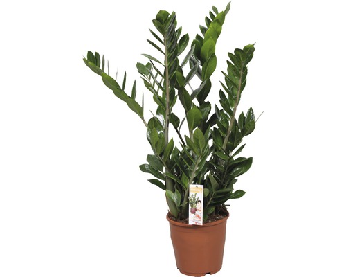 FLORASELF® Zamioculcas 