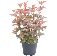 FloraSelf Blaasspirea Physocarpus opulifolius 'Little Angel' potmaat Ø 21 cm H 40-50 cm